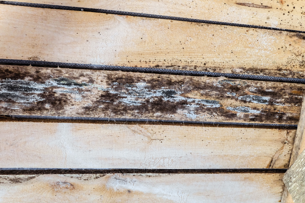 rottend hout, schimmel
